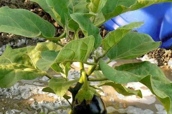 茄子枯萎病怎么治理，先要对植株进行修整