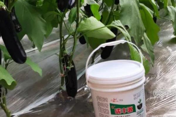 茄子枯萎病怎么治理，先要对植株进行修整