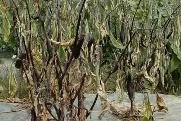 茄子枯萎病怎么治理，先要对植株进行修整