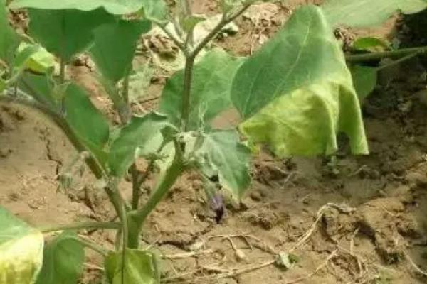 茄子枯萎病怎么治理，先要对植株进行修整