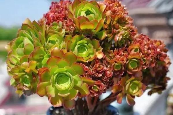 法师叶子有黑斑如何解决，叶片被强光灼伤要放在阴凉处养护