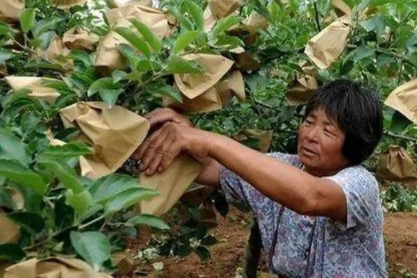果树怎么套袋，要选择防日照、抗老化的袋子