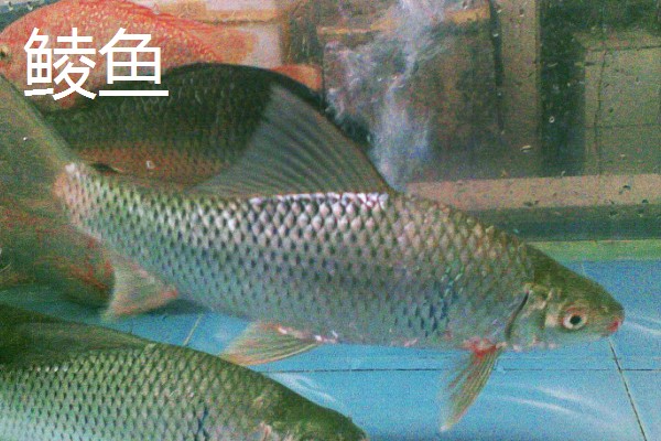鲮鱼和鳊鱼的区别，科属、形态、习性等方面均不同