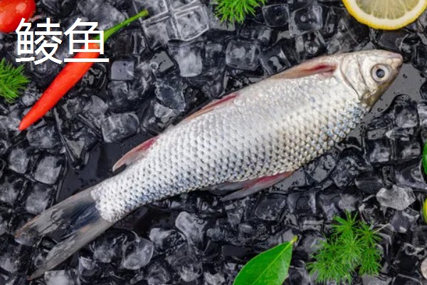 鲮鱼和鳊鱼的区别，科属、形态、习性等方面均不同