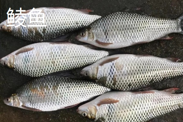 鲮鱼和鳊鱼的区别，科属、形态、习性等方面均不同