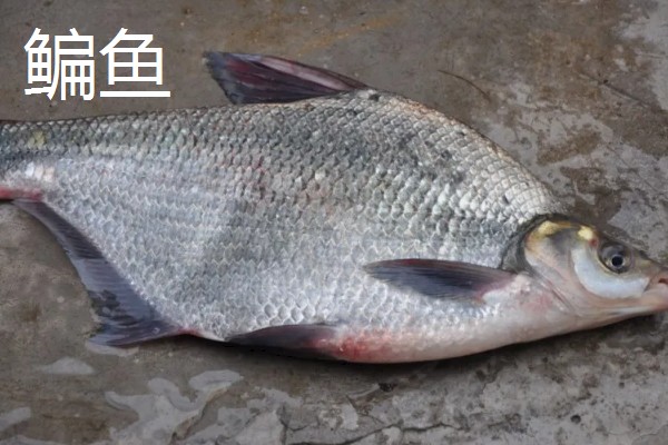 鲮鱼和鳊鱼的区别，科属、形态、习性等方面均不同