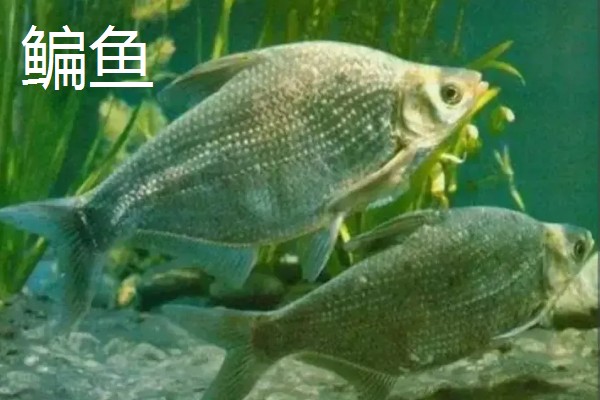 鲮鱼和鳊鱼的区别，科属、形态、习性等方面均不同