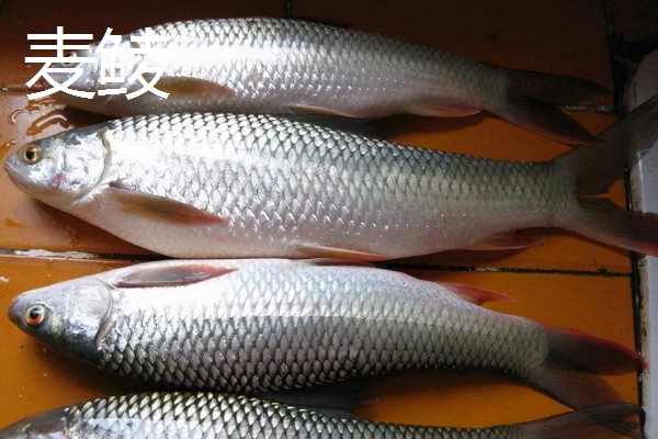 鲮鱼和鳊鱼的区别，科属、形态、习性等方面均不同