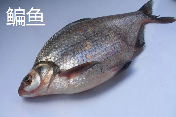 鲮鱼和鳊鱼的区别，科属、形态、习性等方面均不同