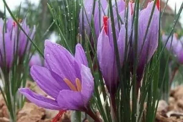 藏红花能水培吗，藏红花可以水培