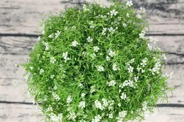 满天星花适合室内养殖吗，适合室内养殖