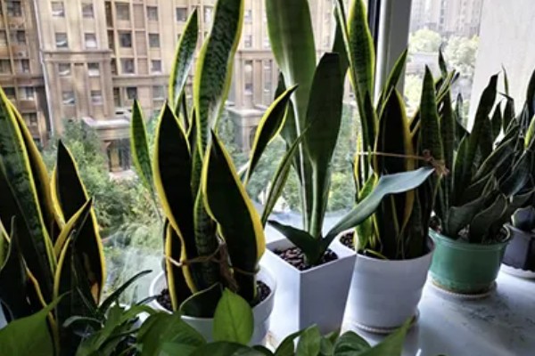 虎皮兰如何养殖，喜欢肥厚一些的花土