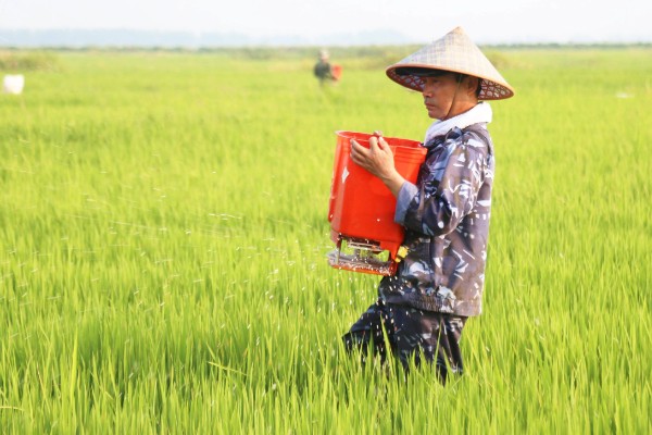 硼肥如何使用，作基肥每公顷7.5-10kg为宜