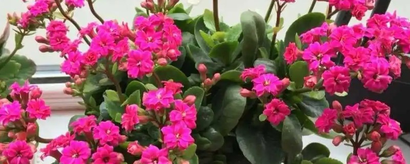 怎样养花,需要及时修剪植株的枯黄叶