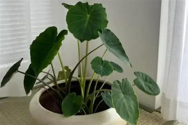 水培芋头的盆景种植方法，水量大概为容器中的一半为佳