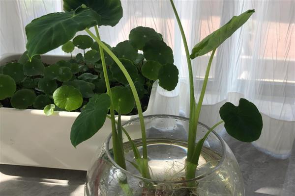 水培芋头的盆景种植方法，水量大概为容器中的一半为佳