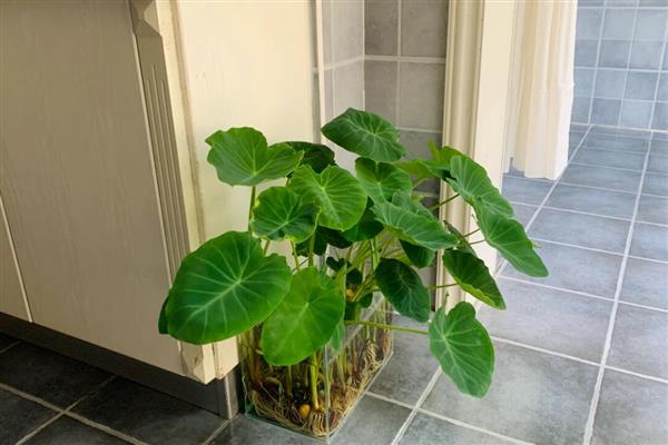 水培芋头的盆景种植方法，水量大概为容器中的一半为佳