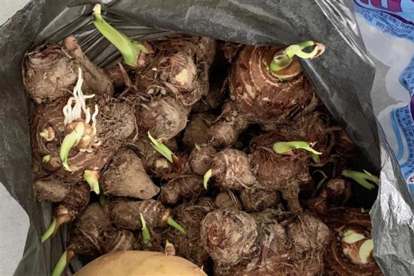 水培芋头的盆景种植方法，水量大概为容器中的一半为佳