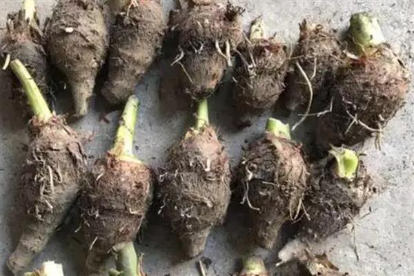 水培芋头的盆景种植方法，水量大概为容器中的一半为佳