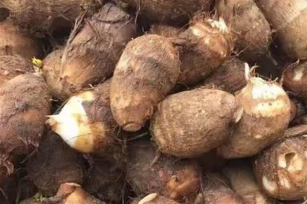 水培芋头的盆景种植方法，水量大概为容器中的一半为佳