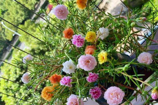 重瓣太阳花能活几年，基本只能活一年