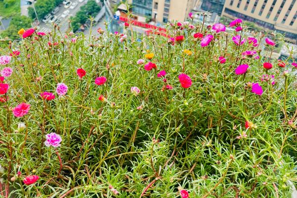 重瓣太阳花能活几年，基本只能活一年
