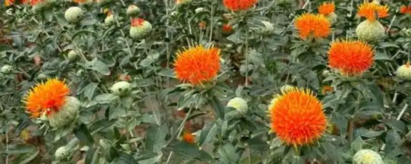 红花怎么种植，每穴播种6-7粒