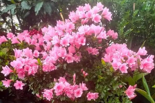 蜡皮杜鹃如何养护，选择微酸性土壤种植为佳