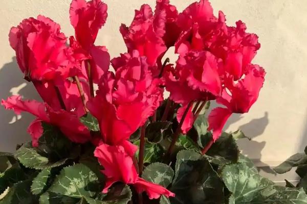 冬天会开的花有哪些，有大丽花、水仙花等