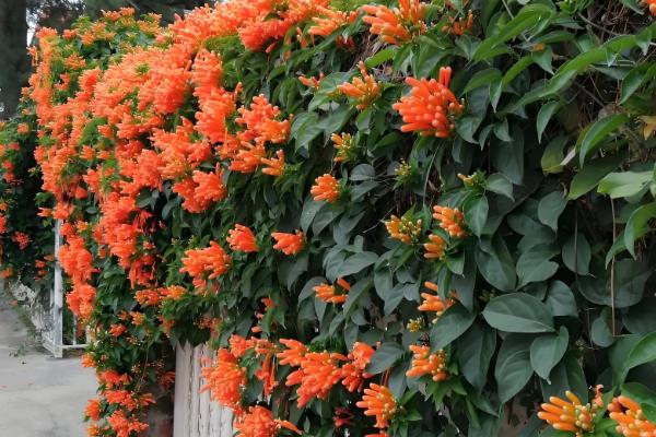 冬天会开的花有哪些，有大丽花、水仙花等