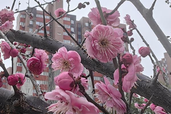 冬天会开的花有哪些，有大丽花、水仙花等