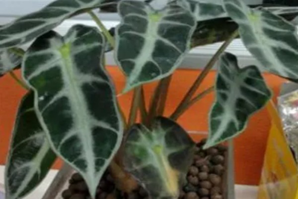 黑叶芋有毒能养吗，有毒但能养