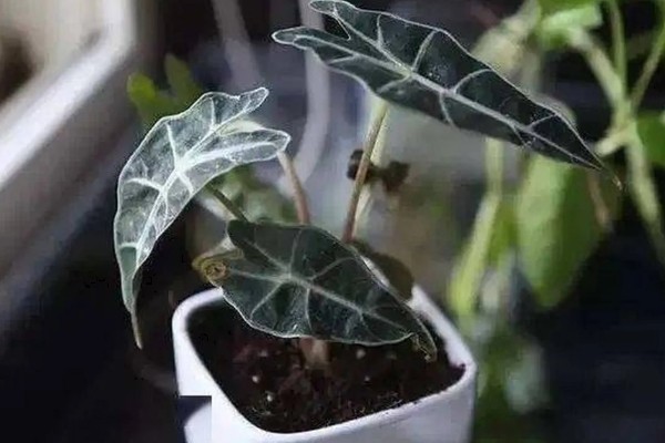 黑叶芋有毒能养吗，有毒但能养
