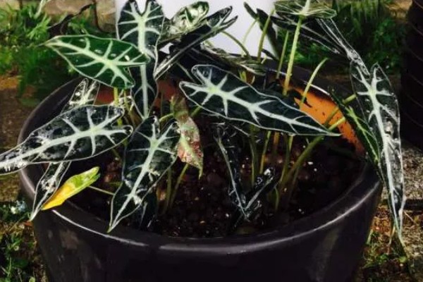 黑叶芋有毒能养吗，有毒但能养