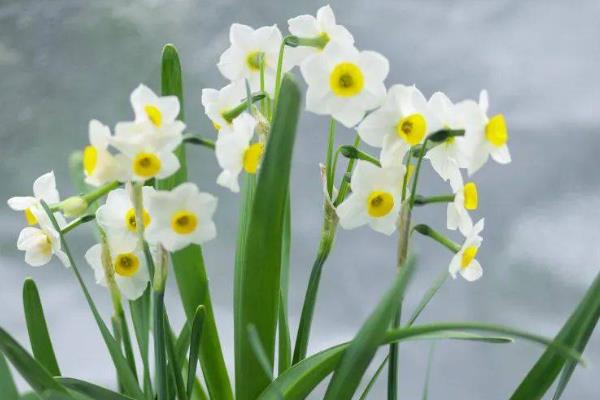 冬天会开的花有哪些，有大丽花、水仙花等