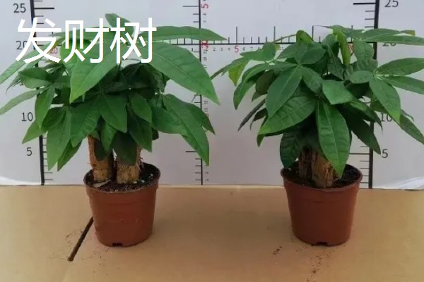 大门口种什么树可以旺财，推荐橡胶树、发财树等