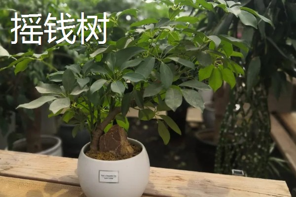 大门口种什么树可以旺财，推荐橡胶树、发财树等