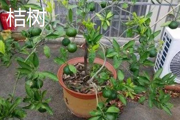 大门口种什么树可以旺财，推荐橡胶树、发财树等