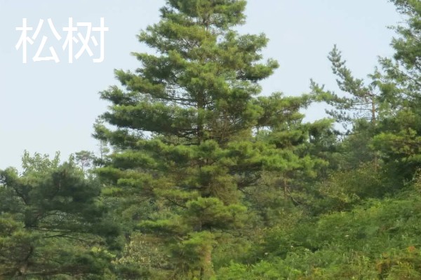 大门口种什么树可以旺财，推荐橡胶树、发财树等