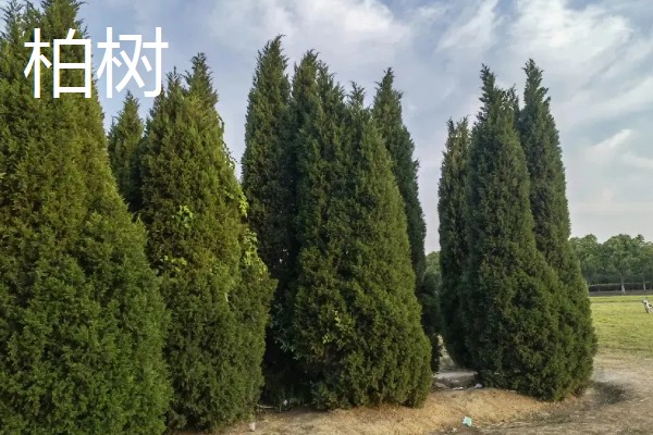 大门口种什么树可以旺财，推荐橡胶树、发财树等