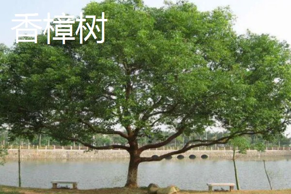 大门口种什么树可以旺财，推荐橡胶树、发财树等