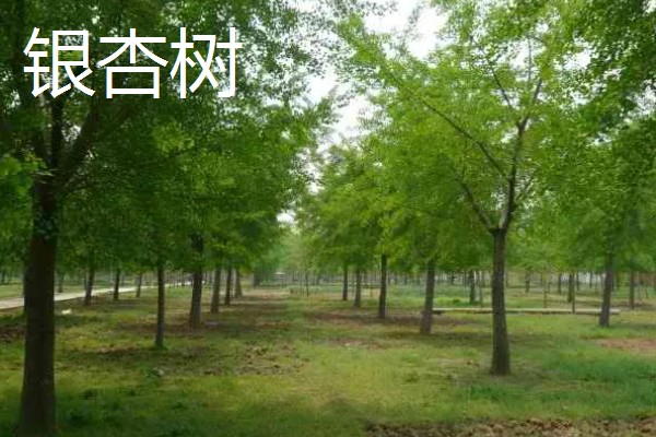 大门口种什么树可以旺财，推荐橡胶树、发财树等
