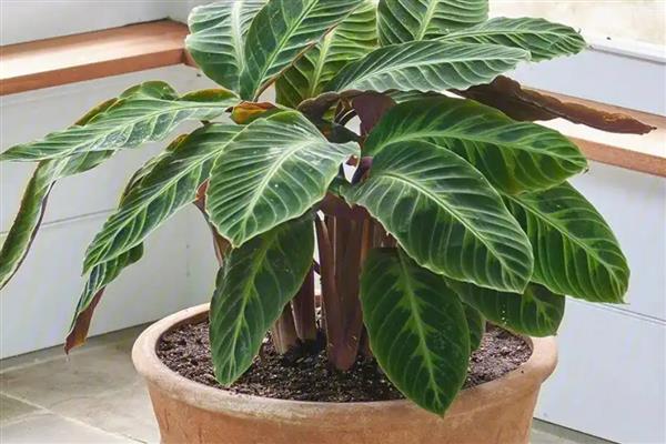 天鹅绒竹芋的养殖方法，控制温度在18-25℃左右
