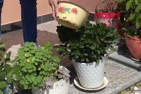 中午浇水植物会不会死，中午浇水植物不会死