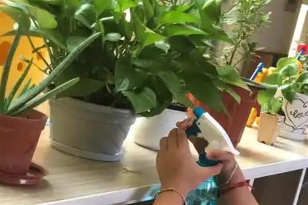 中午浇水植物会不会死，中午浇水植物不会死