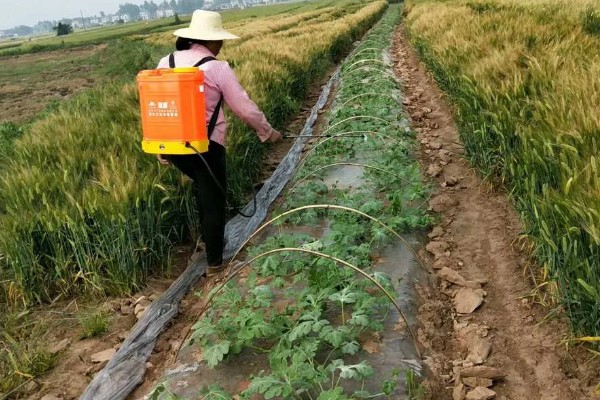 早春露地西瓜的种植技术，可采用温床农膜拱棚进行育苗