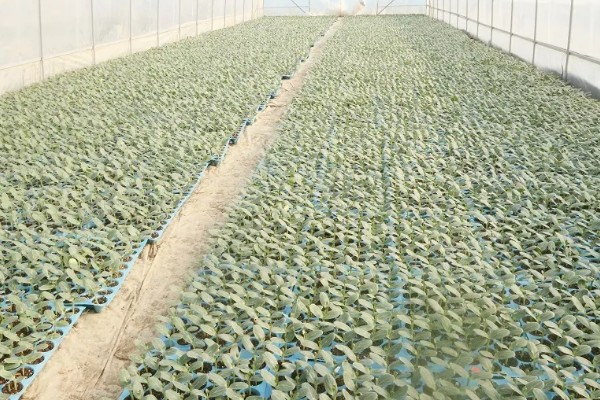 早春露地西瓜的种植技术，可采用温床农膜拱棚进行育苗
