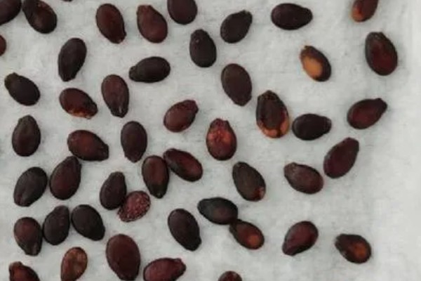 早春露地西瓜的种植技术，可采用温床农膜拱棚进行育苗