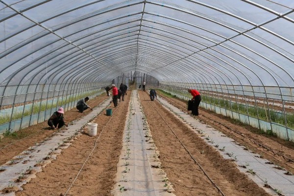 早春露地西瓜的种植技术，可采用温床农膜拱棚进行育苗