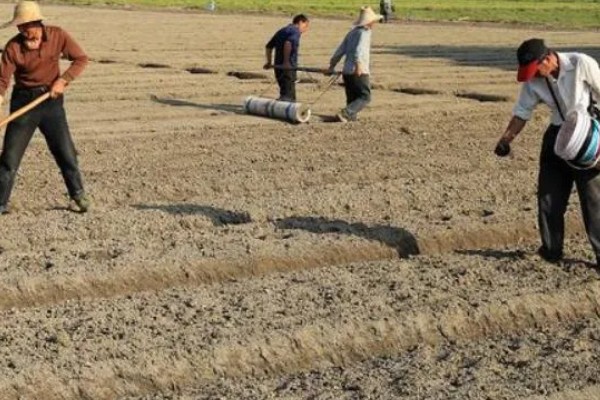 早春露地西瓜的种植技术，可采用温床农膜拱棚进行育苗
